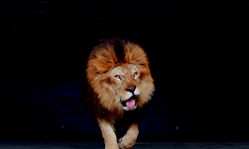Le GIF dei leoni ringhianti - 44 immagini animate | USAGIF.com
