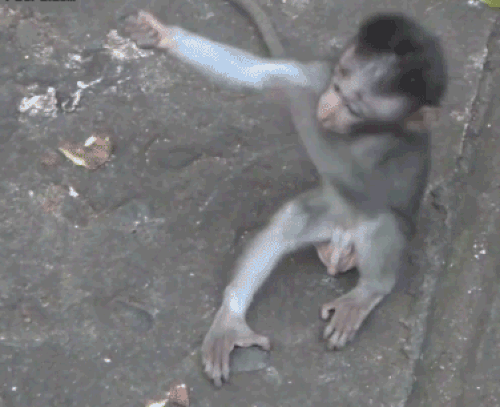 Le GIF con scimmie carine, divertenti e danzanti - 150 animate GIF gratuite