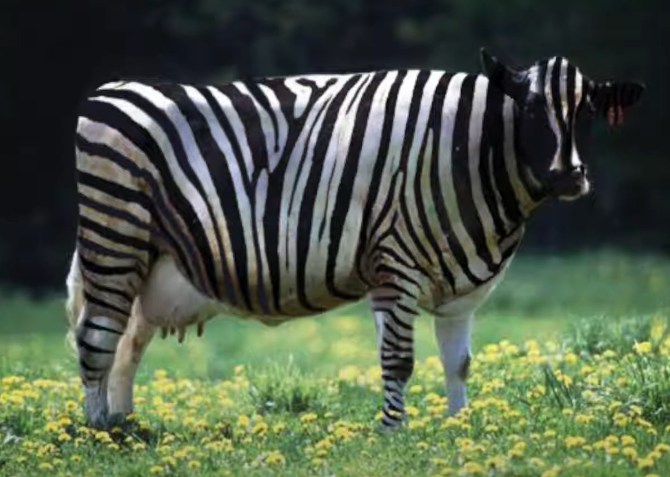 zebracow.png.4cbc7a31e96ef573022d28a49b03eed8.png