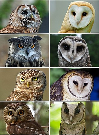 Portrait_of_owls.jpg.3ccc8f9e76985bacb63686f88aacde19.jpg